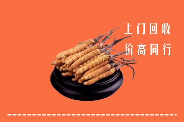 收购行情：汶上县冬虫夏草回收多少钱每克